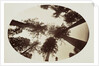 Among The Tree Tops Calaveras Grove by Carleton Watkins