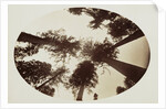Among The Tree Tops Calaveras Grove by Carleton Watkins