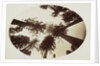 Among The Tree Tops Calaveras Grove by Carleton Watkins