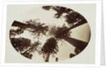 Among The Tree Tops Calaveras Grove by Carleton Watkins
