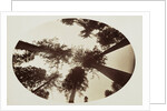 Among The Tree Tops Calaveras Grove by Carleton Watkins