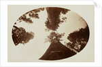 Among the Treetops, Calaveras Grove by Carleton Watkins