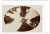 Among the Treetops, Calaveras Grove by Carleton Watkins