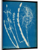 Equisetum sylvaticum by Anna Atkins