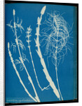 Equisetum sylvaticum by Anna Atkins
