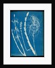 Equisetum sylvaticum by Anna Atkins