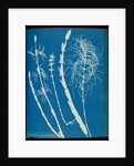 Equisetum sylvaticum by Anna Atkins