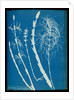 Equisetum sylvaticum by Anna Atkins