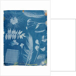 Arrangement of Specimens by Hippolyte Bayard