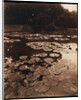 Water Lilies by Eugène Atget