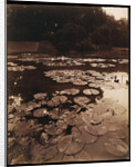 Water Lilies by Eugène Atget
