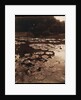 Water Lilies by Eugène Atget