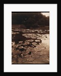 Water Lilies by Eugène Atget