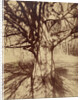 Arbre (Garche) Hêtre by Eugène Atget