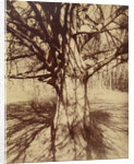 Arbre (Garche) Hêtre by Eugène Atget