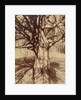 Arbre (Garche) Hêtre by Eugène Atget