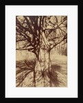 Arbre (Garche) Hêtre by Eugène Atget