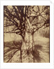 Arbre (Garche) Hêtre by Eugène Atget
