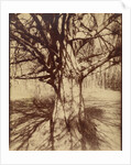 Arbre (Garche) Hêtre by Eugène Atget