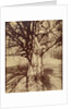 Arbre (Garche) Hêtre by Eugène Atget