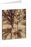 Arbre (Garche) Hêtre by Eugène Atget