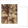 Arbre (Garche) Hêtre by Eugène Atget