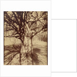 Arbre (Garche) Hêtre by Eugène Atget