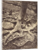 Saint-Cloud, Tree Roots, Saint Cloud Park by Eugène Atget