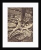 Saint-Cloud, Tree Roots, Saint Cloud Park by Eugène Atget