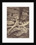 Saint-Cloud, Tree Roots, Saint Cloud Park by Eugène Atget
