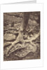 Saint-Cloud, Tree Roots, Saint Cloud Park by Eugène Atget