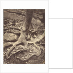 Saint-Cloud, Tree Roots, Saint Cloud Park by Eugène Atget