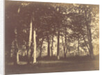 Curtain of Trees by Gustave Le Gray