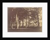Curtain of Trees by Gustave Le Gray