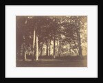 Curtain of Trees by Gustave Le Gray