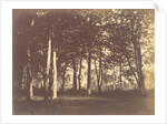 Curtain of Trees by Gustave Le Gray