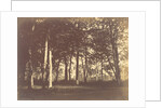 Curtain of Trees by Gustave Le Gray