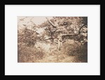 Gnarled Oak Tree near l'Epine Crossroads by Gustave Le Gray
