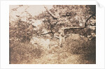 Gnarled Oak Tree near l'Epine Crossroads by Gustave Le Gray