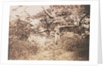 Gnarled Oak Tree near l'Epine Crossroads by Gustave Le Gray