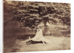 The Beech Tree by Gustave Le Gray