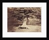 The Beech Tree by Gustave Le Gray