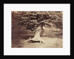The Beech Tree by Gustave Le Gray
