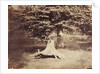The Beech Tree by Gustave Le Gray