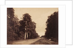 Route de Chailly, Fontainebleau by Gustave Le Gray