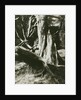 Sapin, Trianon (Pine Tree Trunks at the Trianon) by Eugène Atget