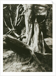 Sapin, Trianon (Pine Tree Trunks at the Trianon) by Eugène Atget