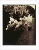 Lys (Lilies) by Eugène Atget