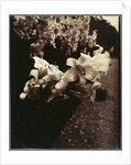 Lys (Lilies) by Eugène Atget