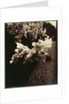 Lys (Lilies) by Eugène Atget
